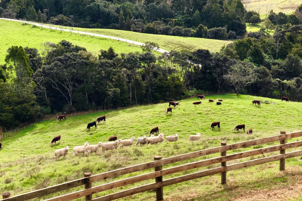 Kauri Glen Bnb Te Arai Buitenkant foto